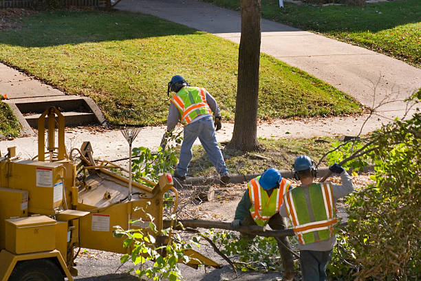 Best Commercial Tree Services  in El Verano, CA